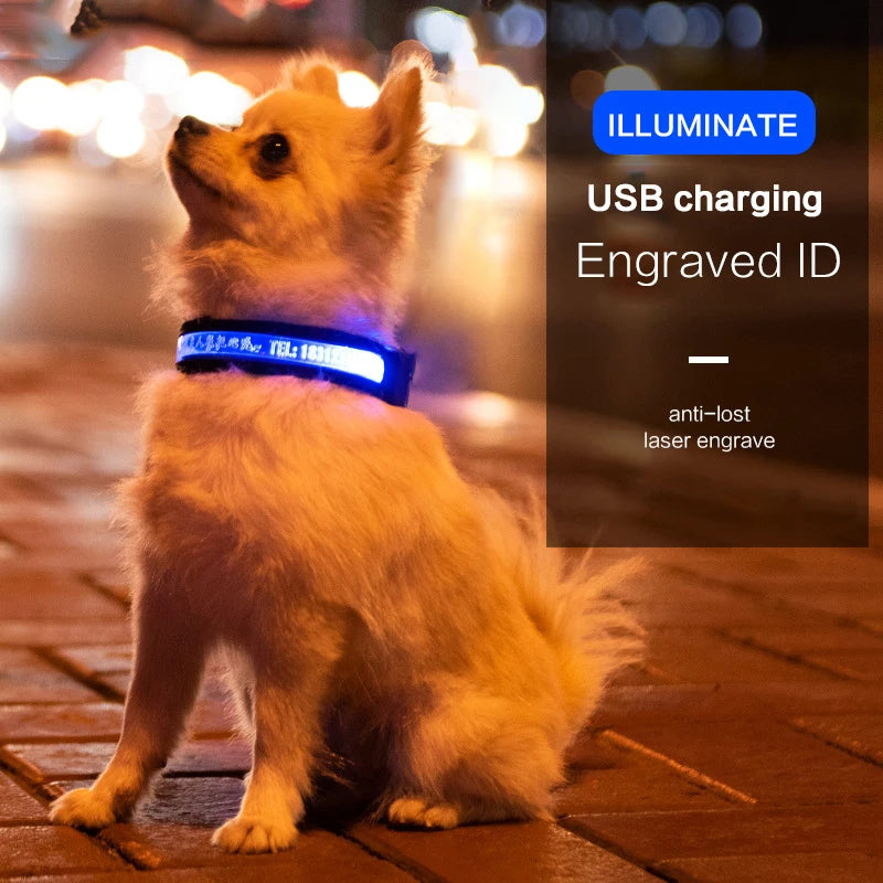 Dog Collar ID Personalized Usb